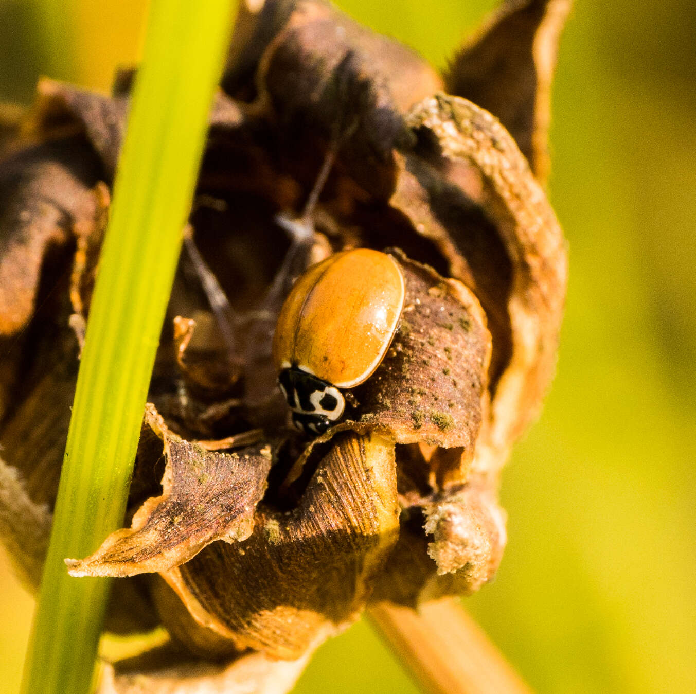 Image of Western Blood-Red Lady Beetle