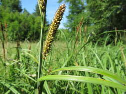 Image of Greater Pond-Sedge