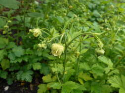 Image of Geum bulgaricum Pancic