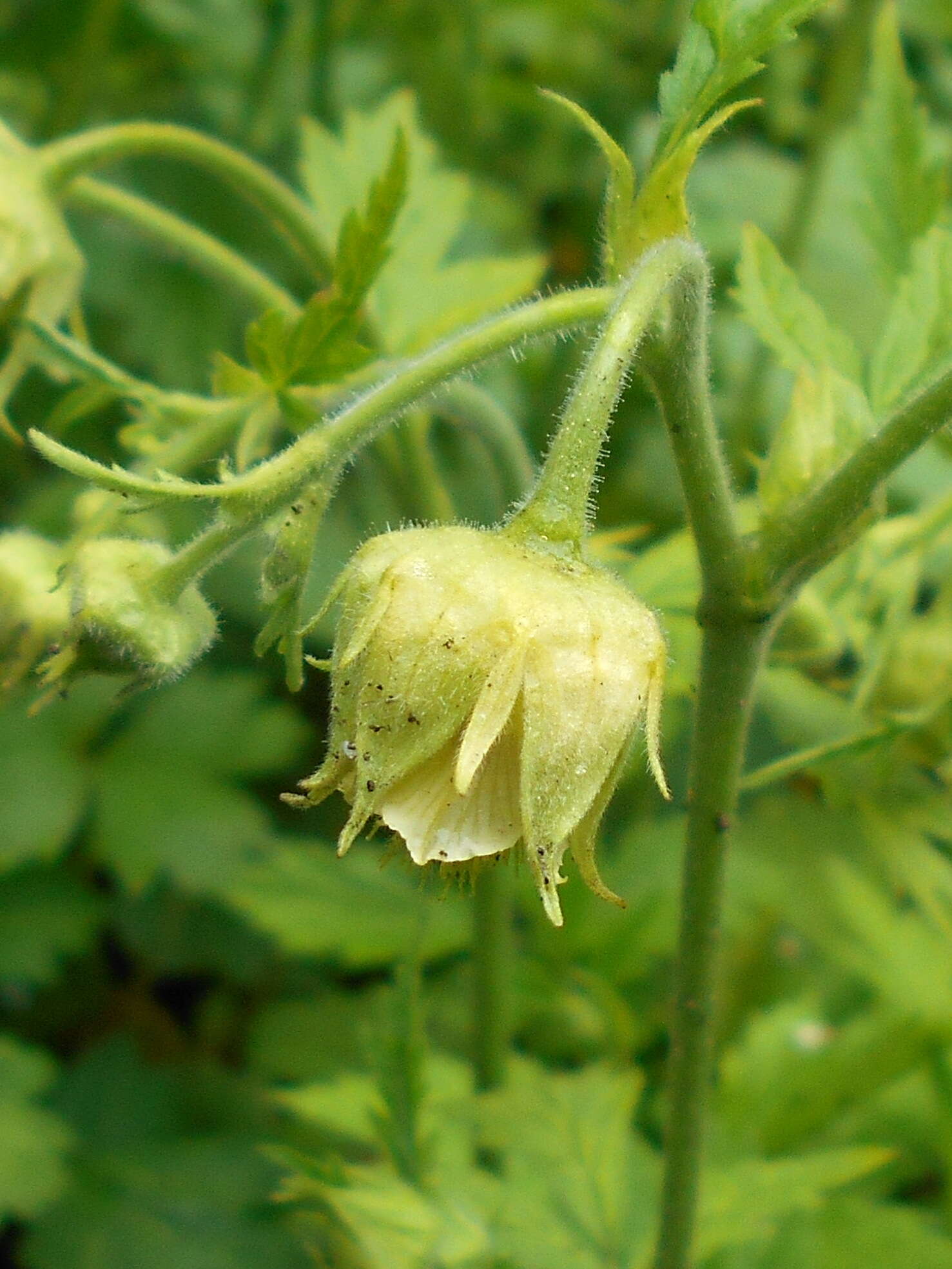 Image of Geum bulgaricum Pancic