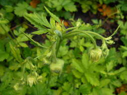 Image of Geum bulgaricum Pancic