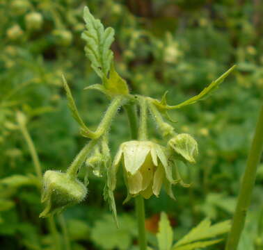 Image of Geum bulgaricum Pancic