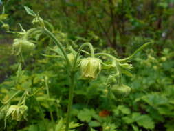 Image of Geum bulgaricum Pancic