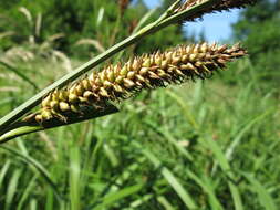 Image of Greater Pond-Sedge