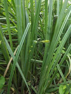 Image of Greater Pond-Sedge