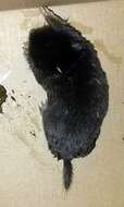 Image of Iberian Mole