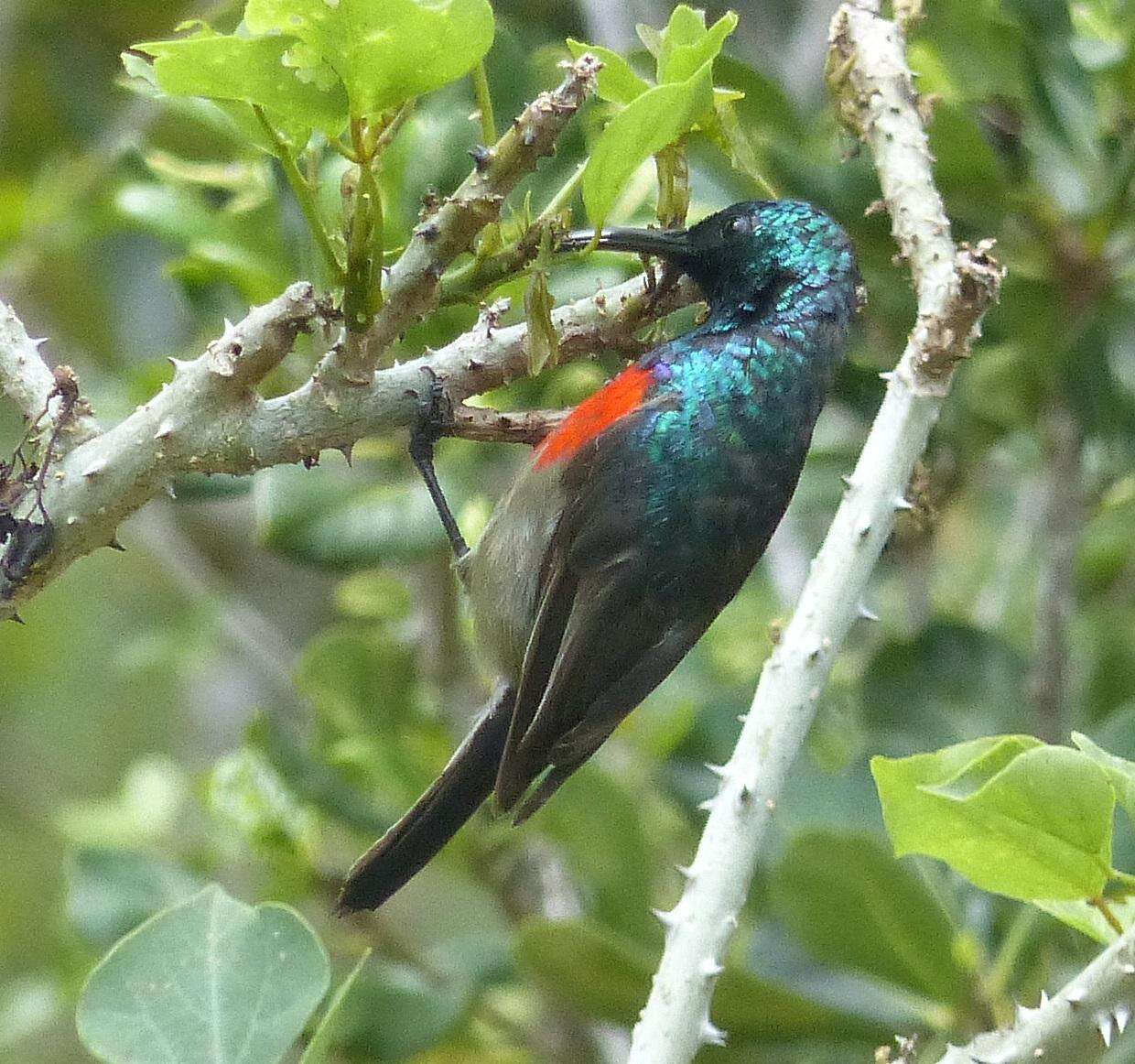 Image of Greater Double-collared Sunbird