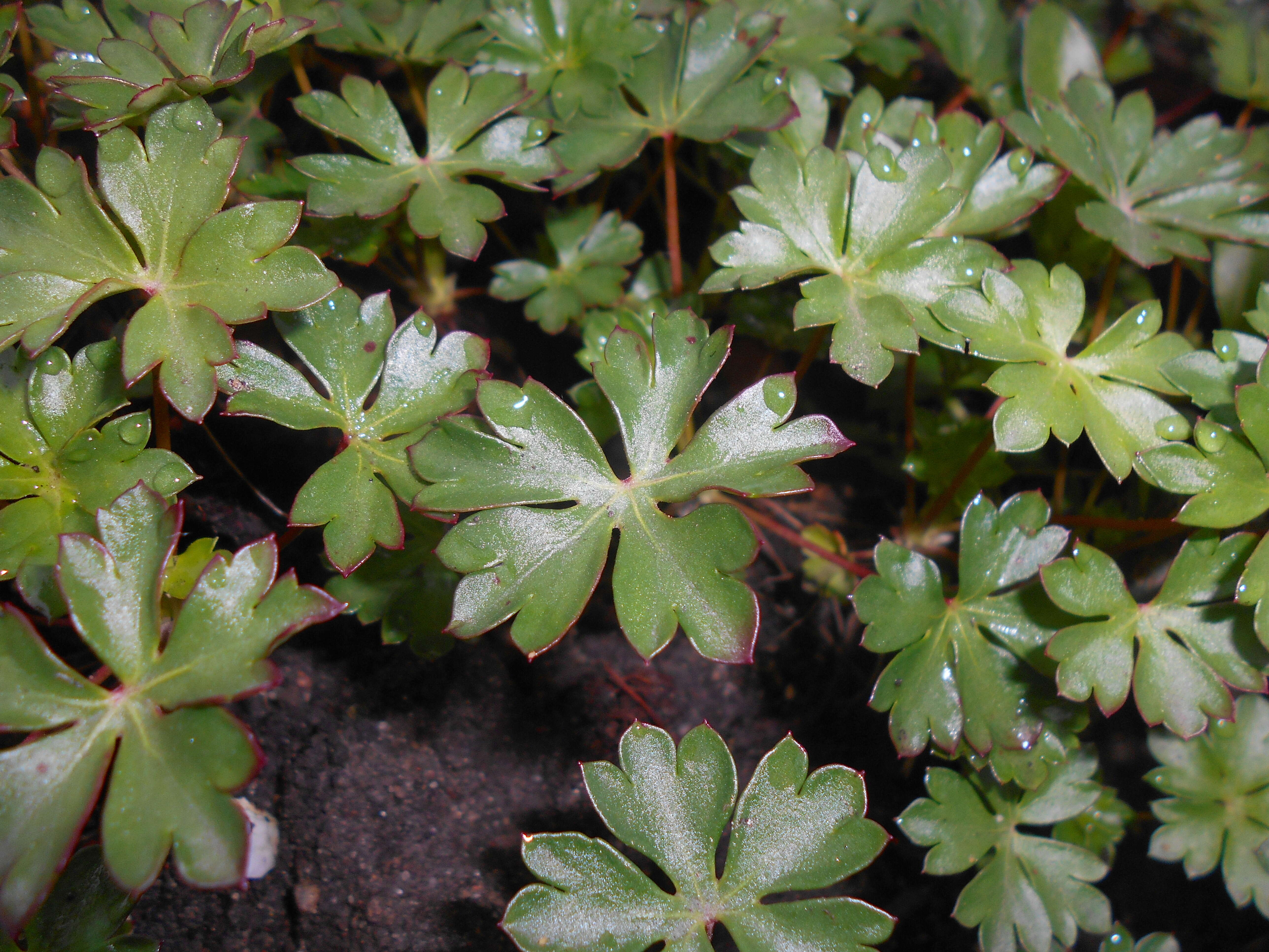 Image of Dalmatian Cranesbill