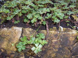 Image of Dalmatian Cranesbill