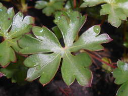 Image of Dalmatian Cranesbill