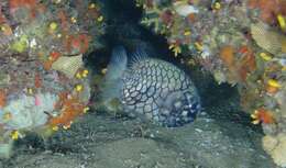 Image of pinecone fishes