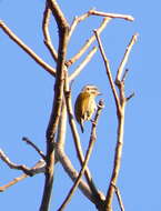 Image of Speckled Piculet