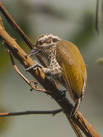 Image of Speckled Piculet