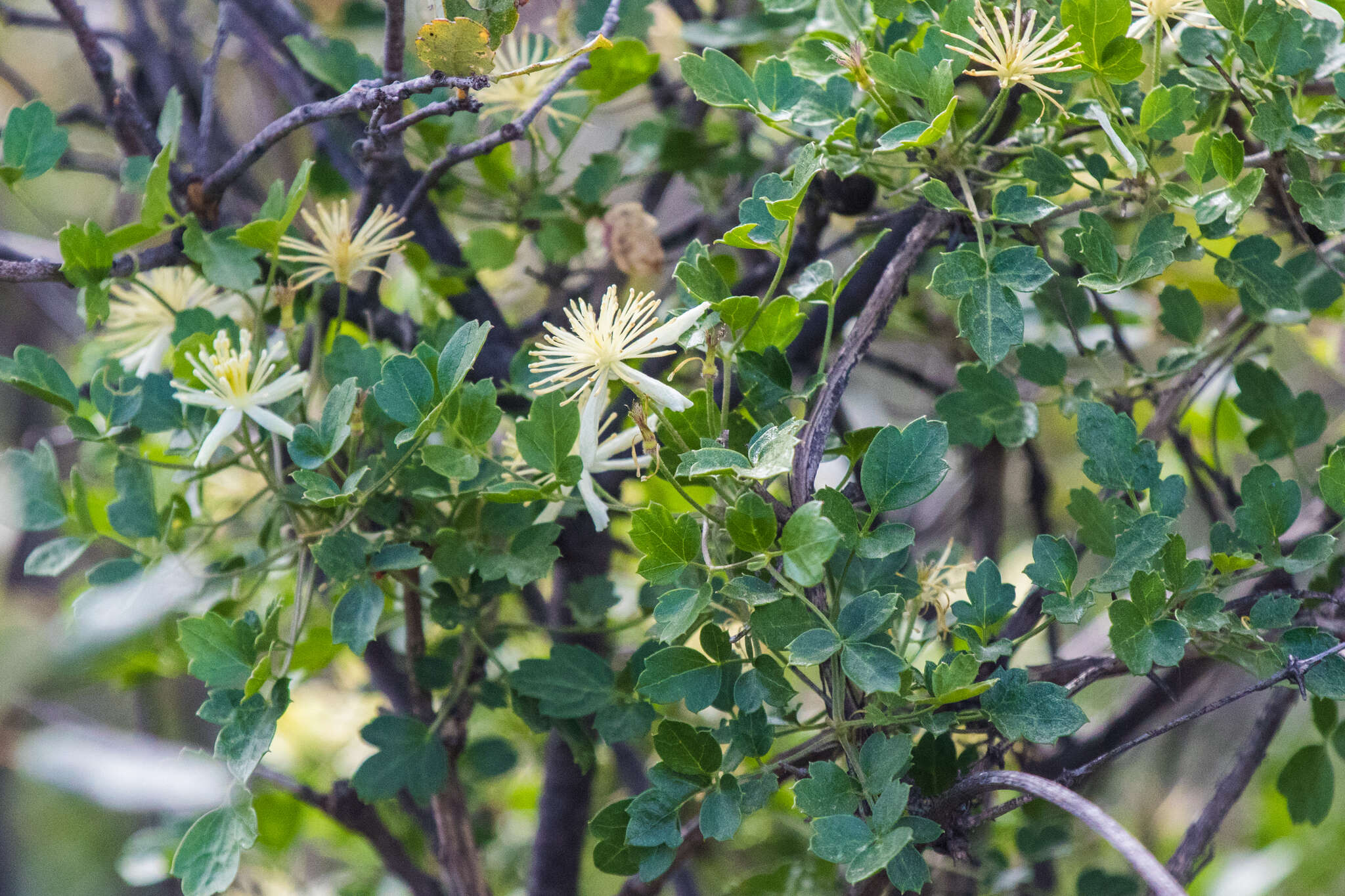 Imagem de Clematis pauciflora Nutt. ex Torr. & Gray