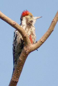 Image of Yellow-crowned Woodpecker