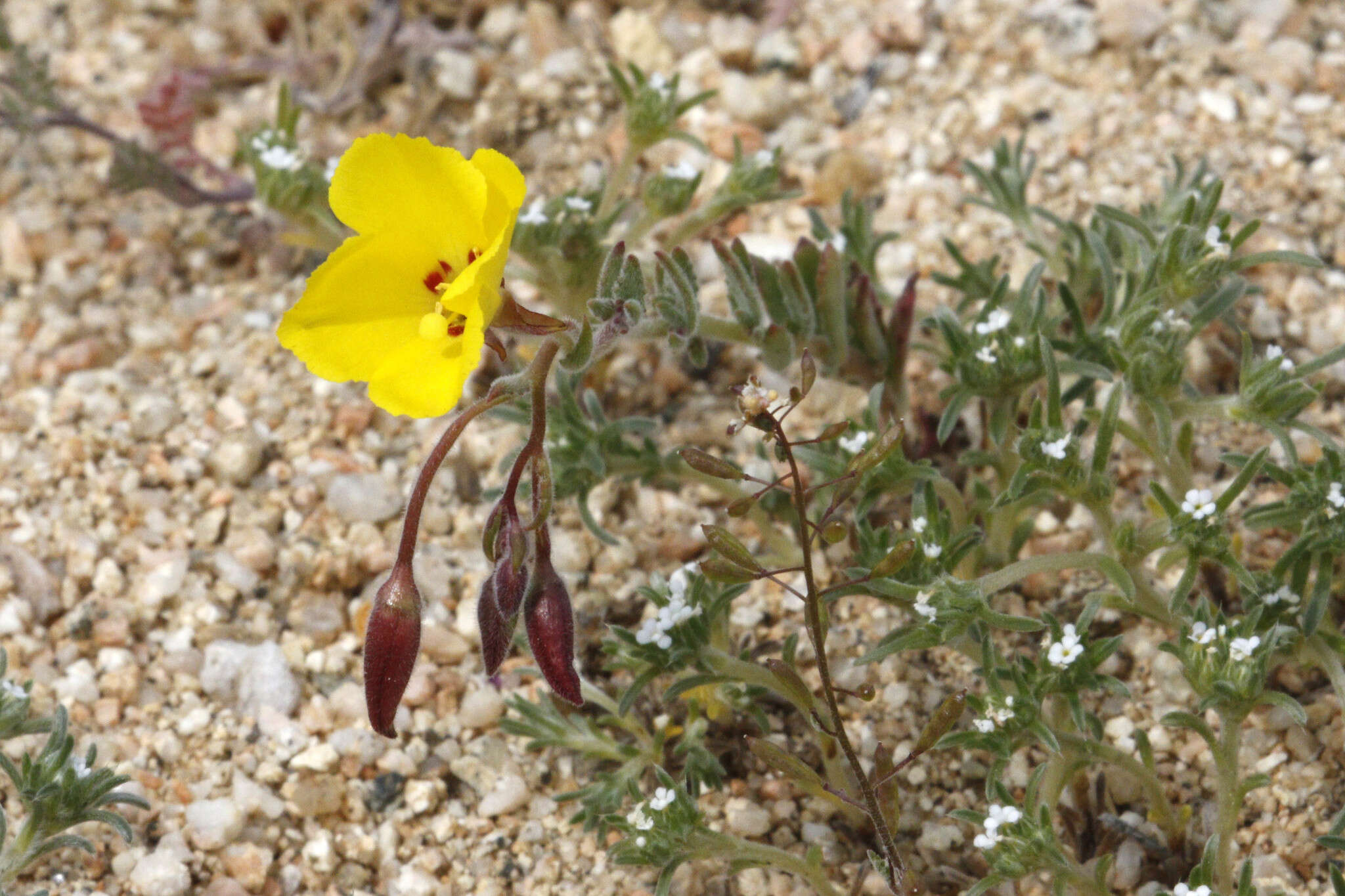 Image of Camissonia kernensis subsp. kernensis