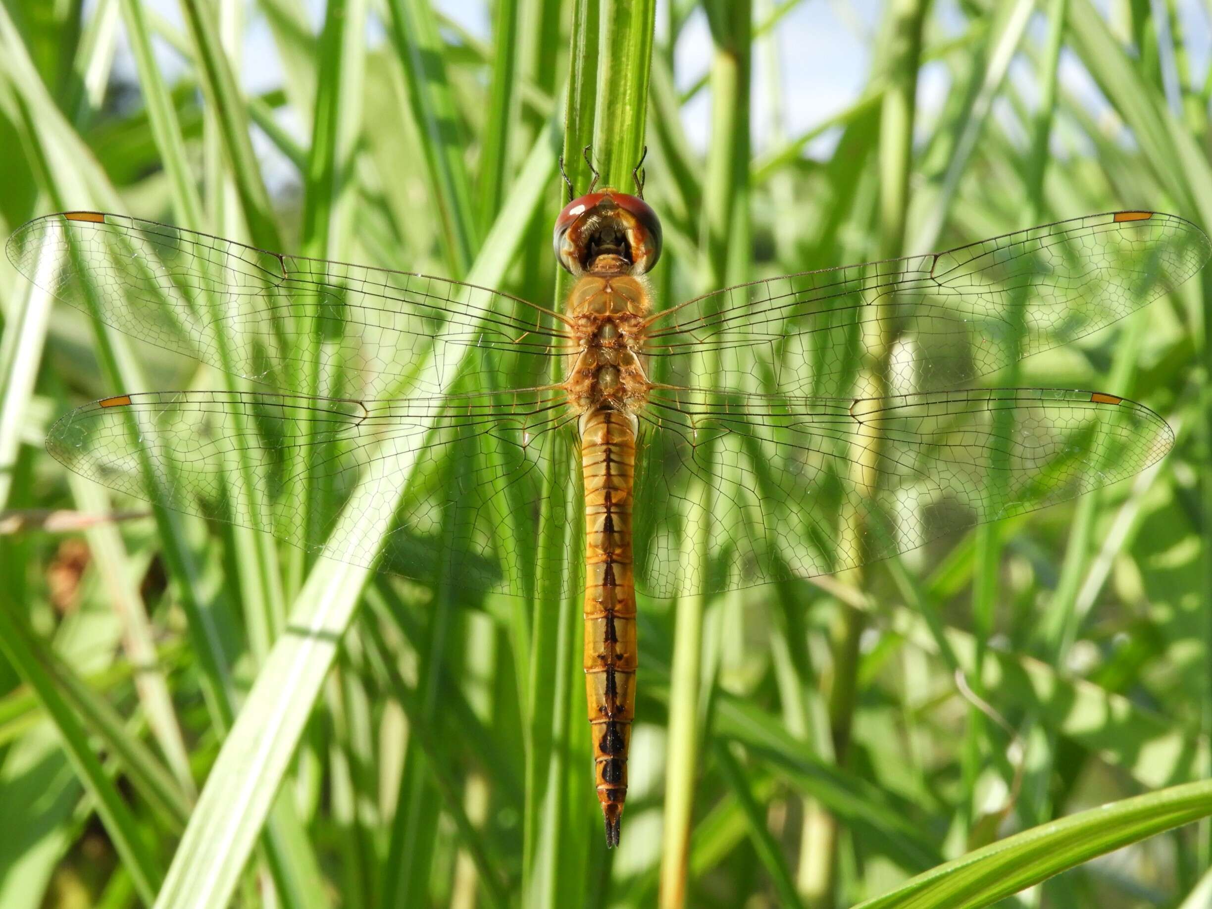 Image of Rainpool Gliders