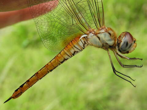 Image of Rainpool Gliders