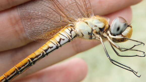 Image of Rainpool Gliders