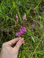 Plancia ëd Dodecatheon pulchellum subsp. macrocarpum (A. Gray) Taylor & Mac Bryde