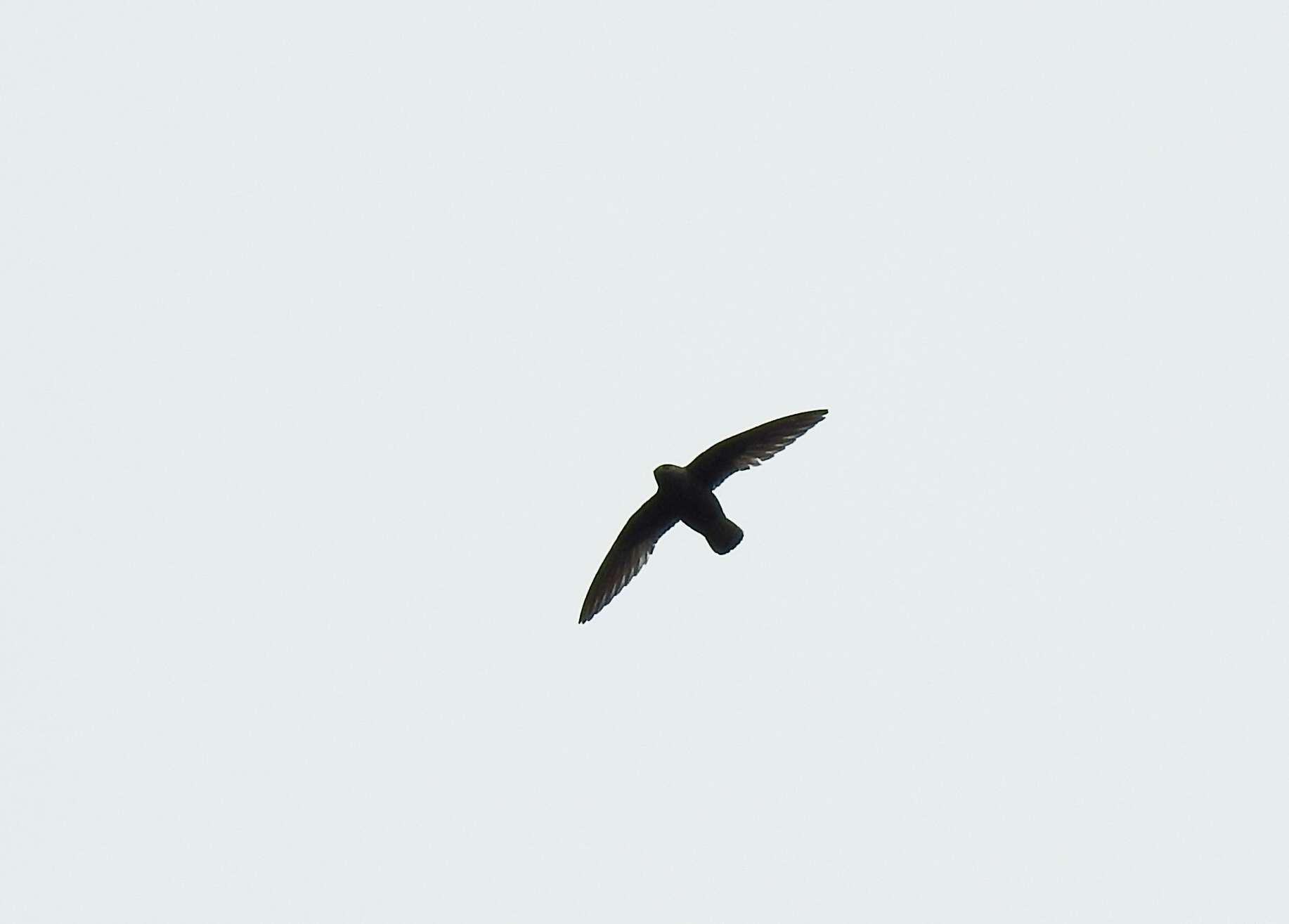 Image of Sooty Swift