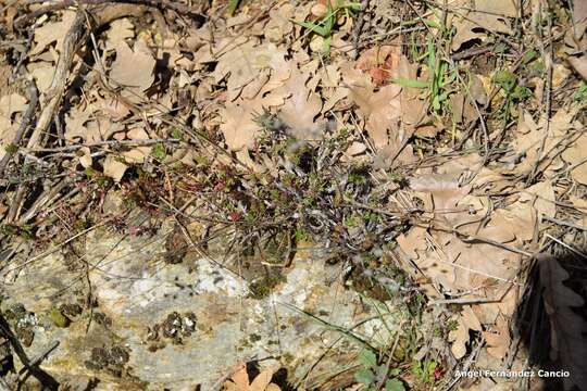 Image of Petrosedum amplexicaule (DC.) M. Velayos