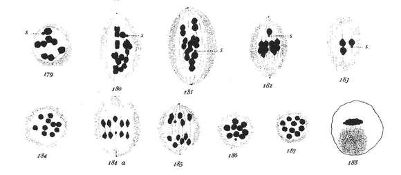 Image of Tenebrio Linnaeus 1758