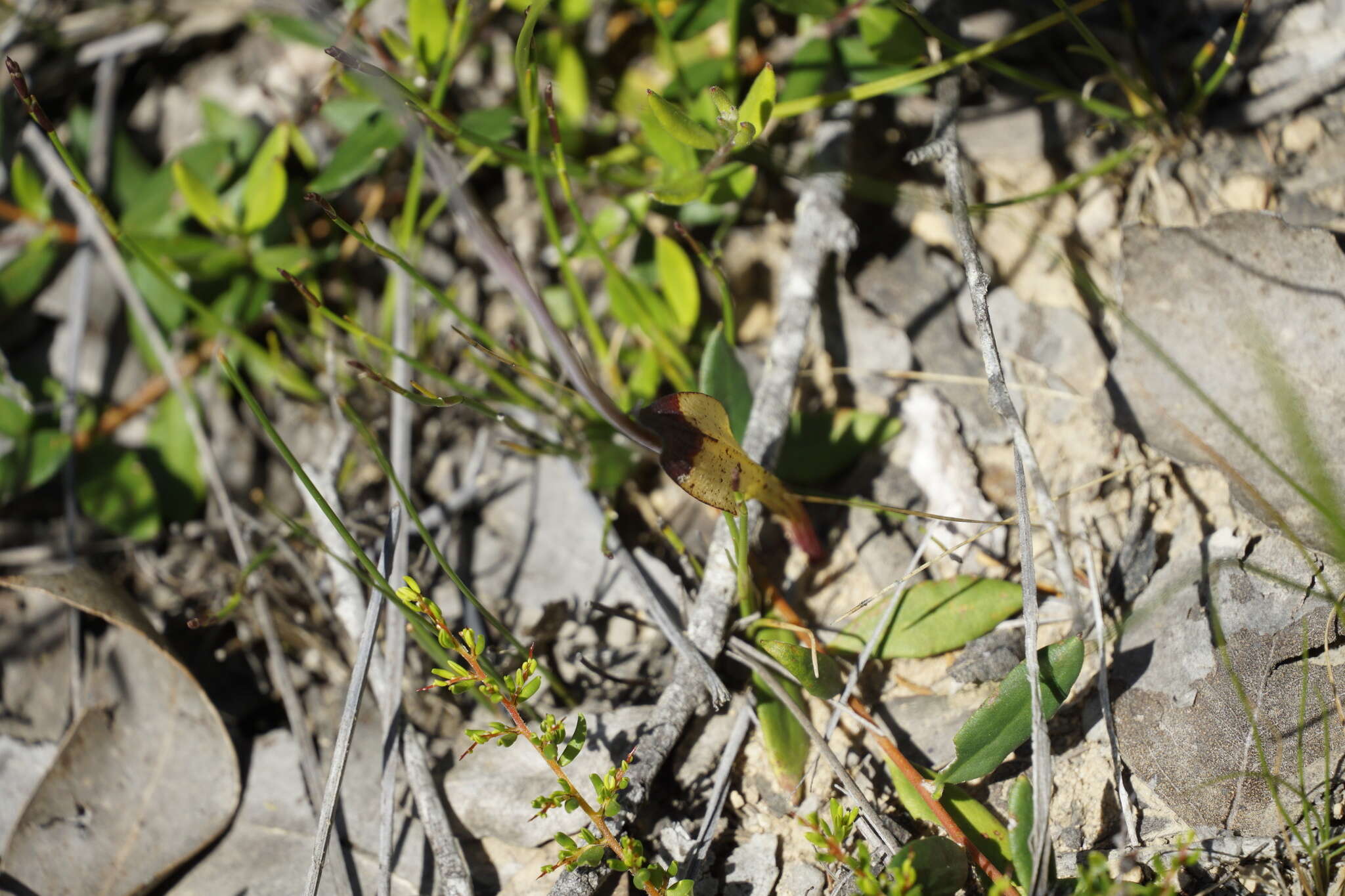 Image de Thelymitra crinita Lindl.