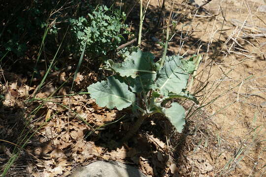 Image of Brassica incana Ten.