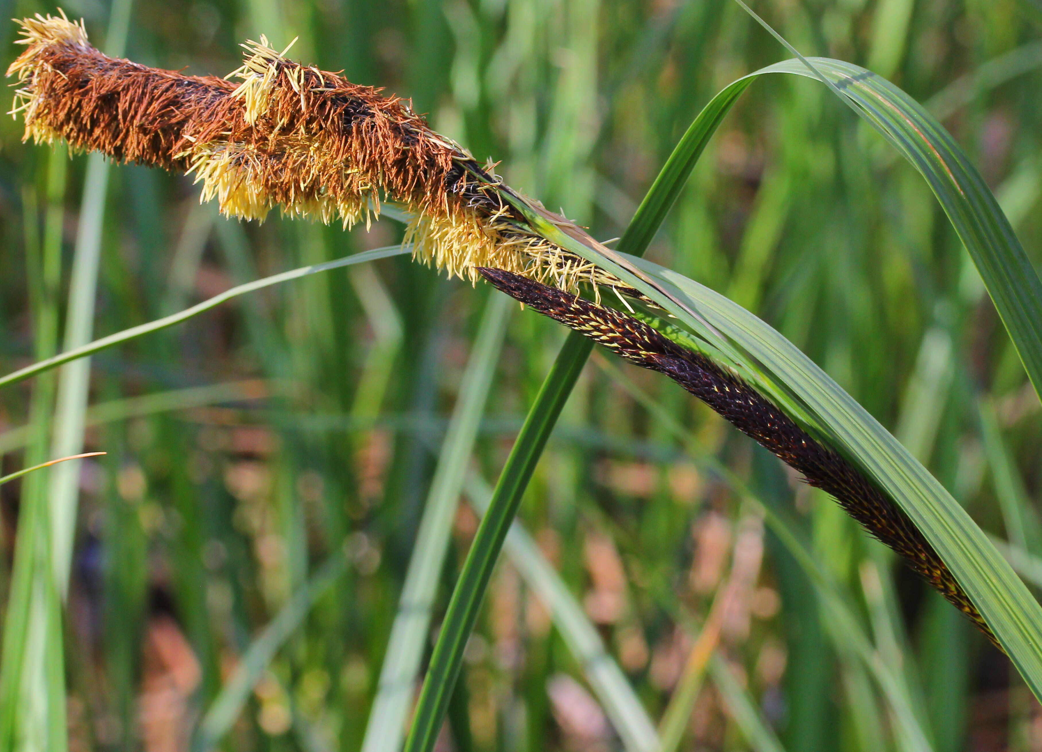 Image of Greater Pond-Sedge