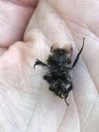 Image of Obscure Bumble Bee