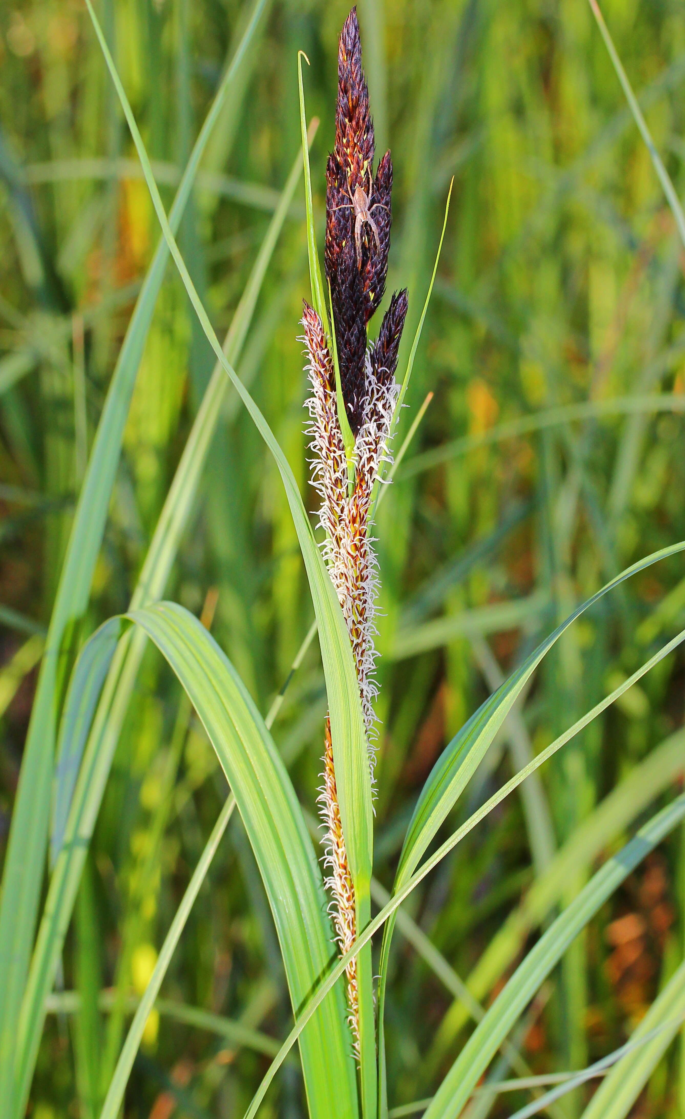 Image of Greater Pond-Sedge