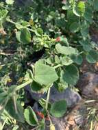 Image of Hibiscus coddii subsp. coddii