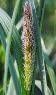 Image of Greater Pond-Sedge