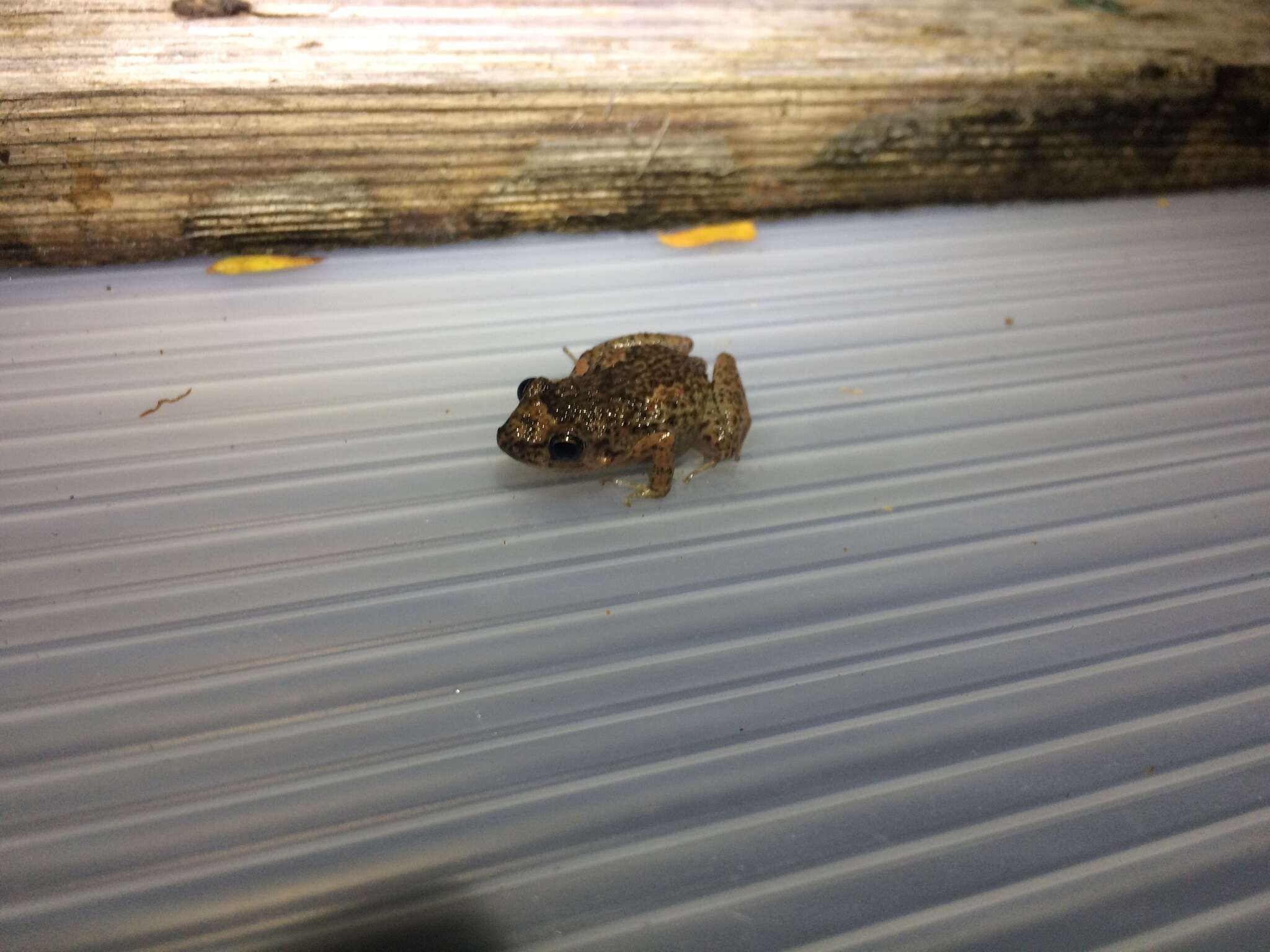 Image of Greenhouse Frog