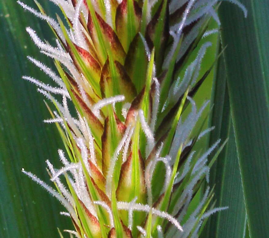 Image of Greater Pond-Sedge