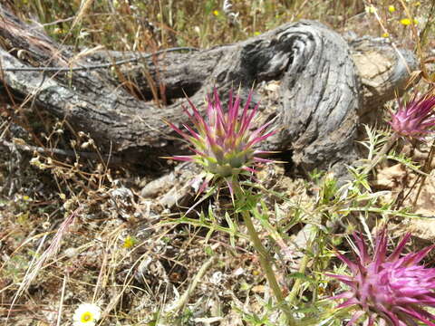 Image of Cynara algarbiensis Coss. ex Mariz