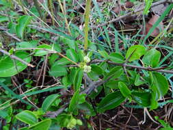 Image of Canthium coromandelicum (Burm. fil.) Alston