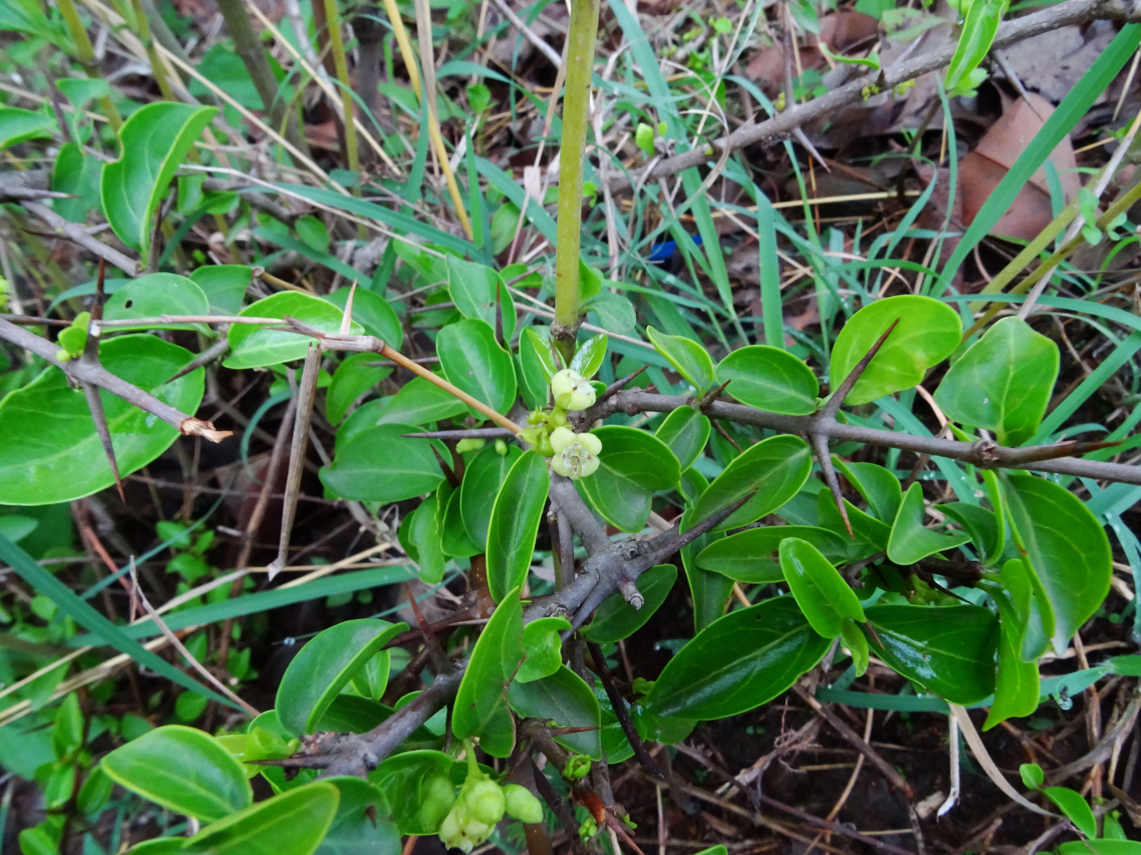 Image of Canthium coromandelicum (Burm. fil.) Alston