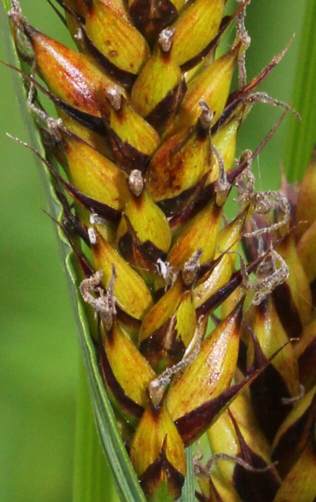 Image of Greater Pond-Sedge