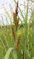 Image of Greater Pond-Sedge