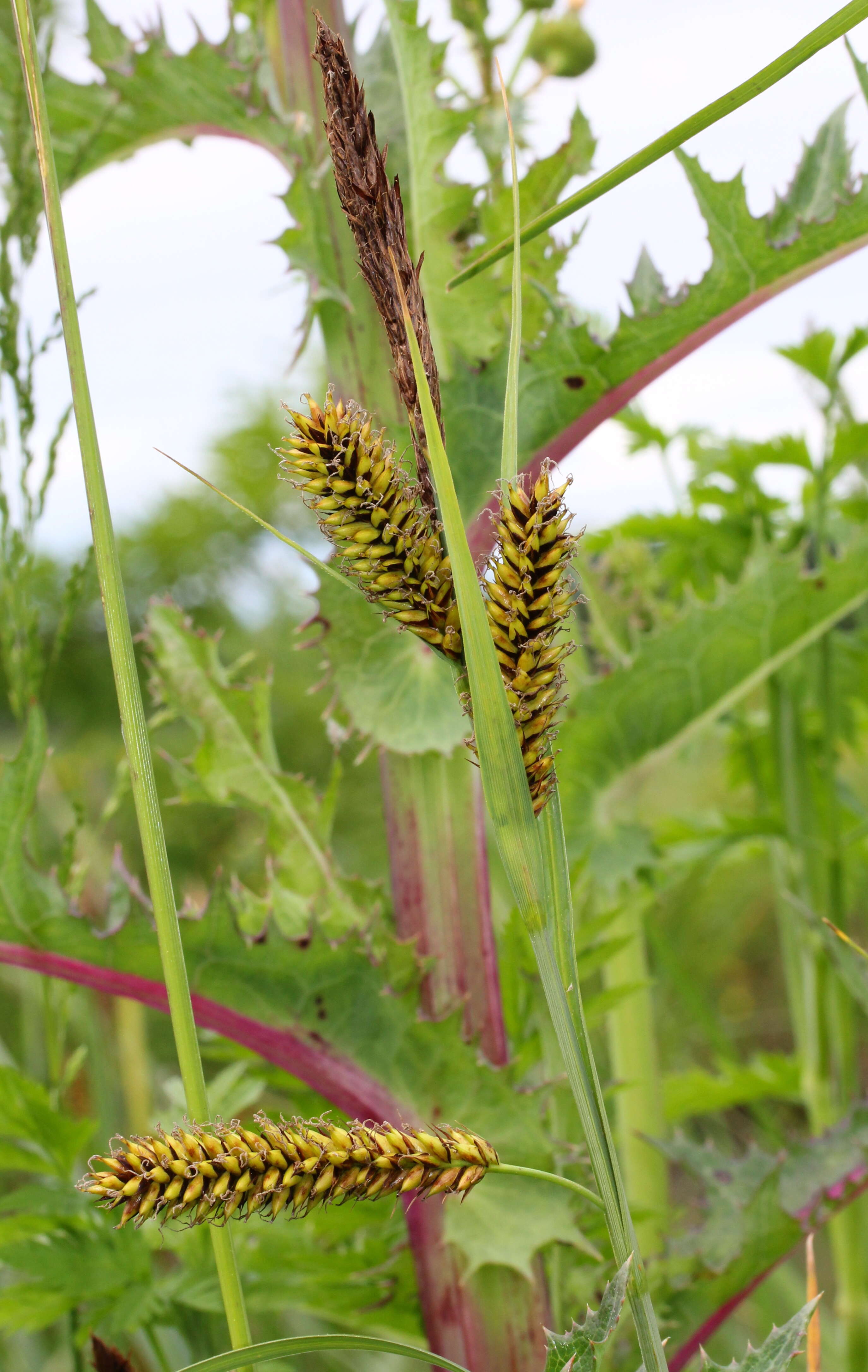 Image of Greater Pond-Sedge