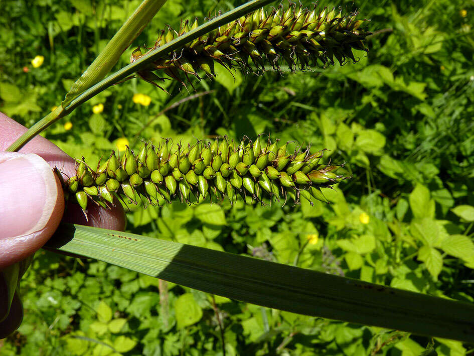 Image of Greater Pond-Sedge