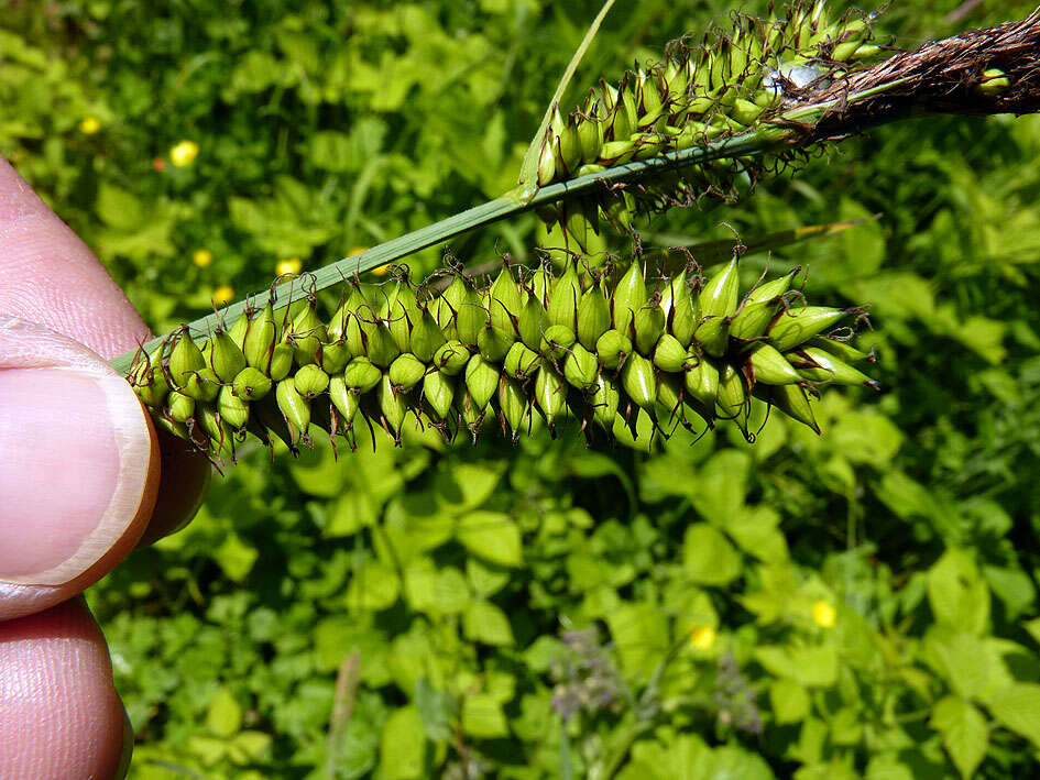 Image of Greater Pond-Sedge