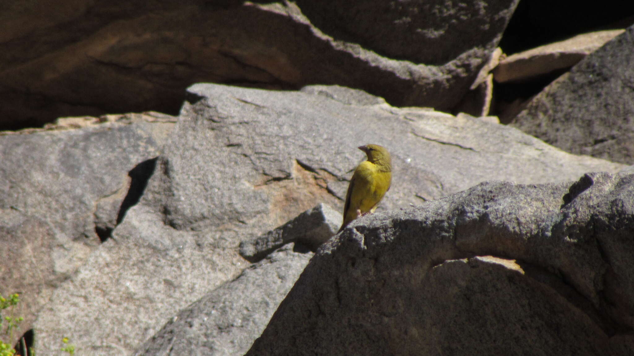 Image of Greater Yellow Finch