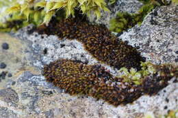 Image of Roth's andreaea moss