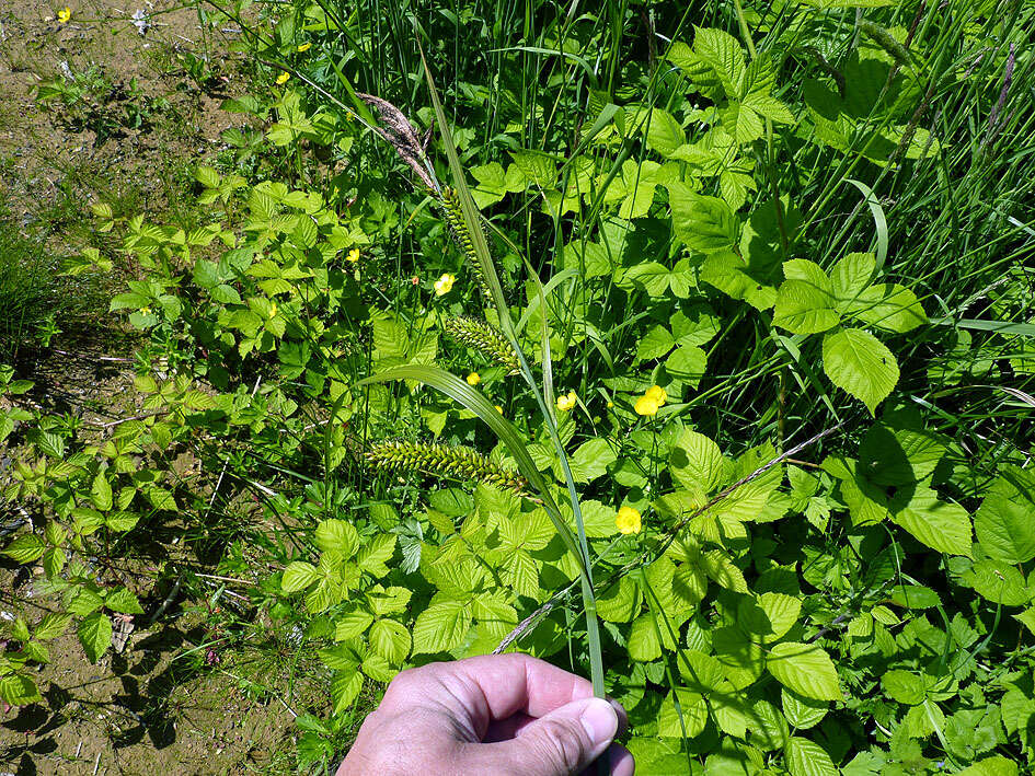 Image of Greater Pond-Sedge