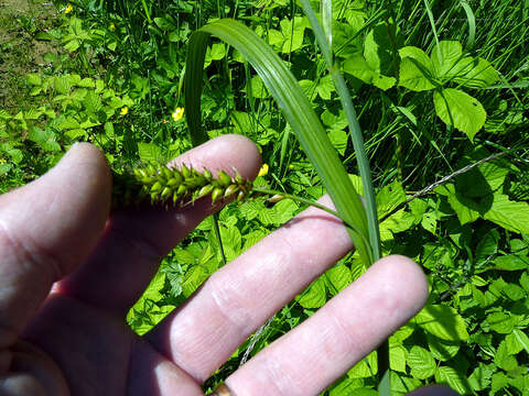 Image of Greater Pond-Sedge