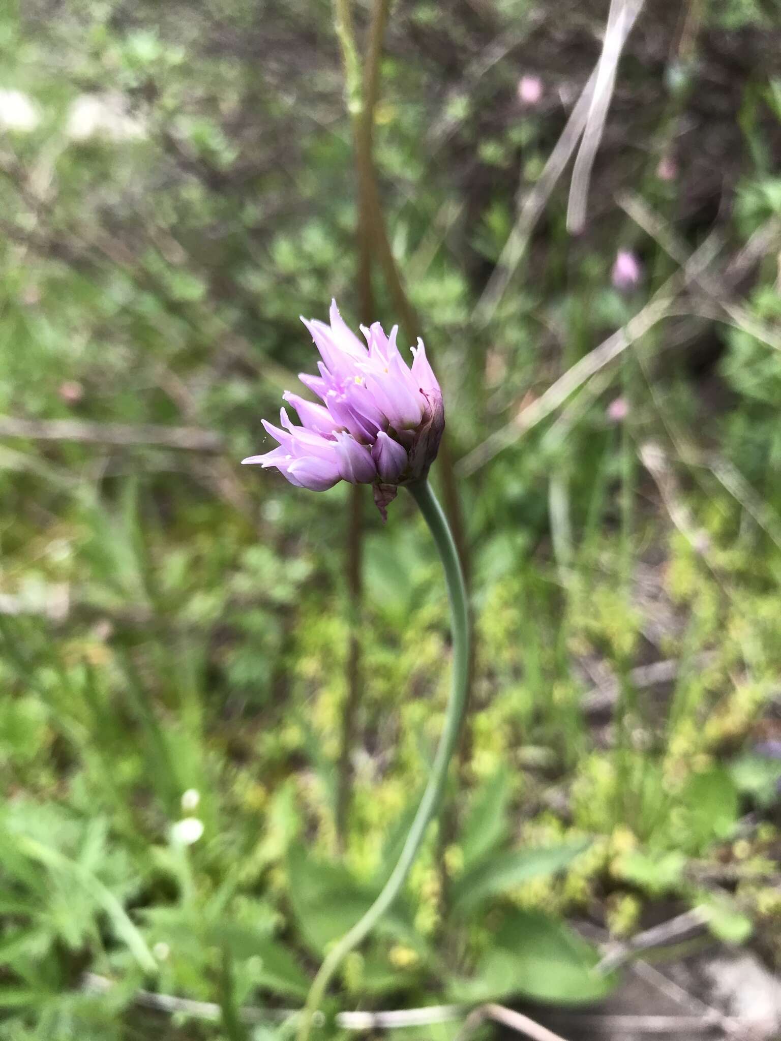 Image of Geyer's onion