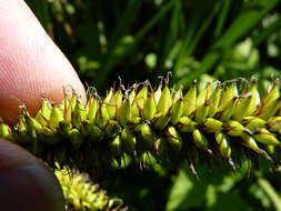 Image of Greater Pond-Sedge